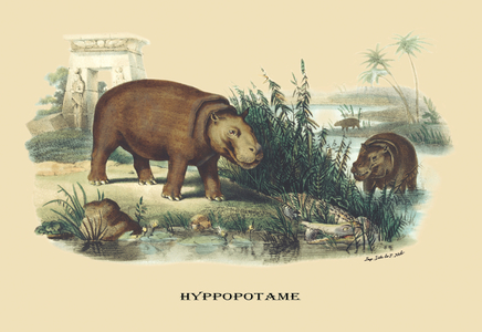 Hyppopotame (Hippopotamus), 1834 (litho)