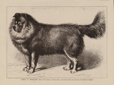 "Nero," A Nepaulese Dog, The Property of Captain Ryan, of the 63rd, and the only Specimen of his Breed in England (engraving)