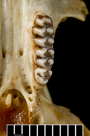 Megalomys desmarestii