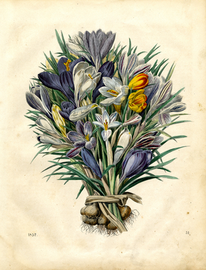 Early Blooming Crocus Species with Bulbs (hand-coloured engraving)