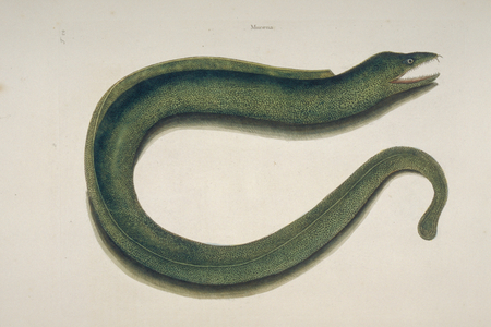 Gymnothorax funebris