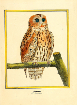 Tawny Owl (print)