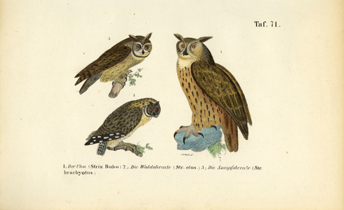 Three Owl Species with Ear Tufts, 1850 (lithography)