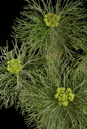 Leaves and flowers of coulter-bush, 2023 (photo)