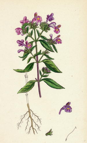 Galeopsis Angustifolia Narrow-Leaved Hemp-Nettle