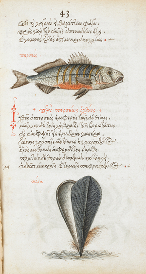 Pen and ink drawing of a fish and bivalve, with colour wash; rubrication and text.