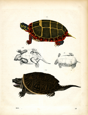 North American Turtle Species (hand-coloured engraving)