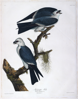 Two birds. Colour Illustration by Audubon; Mississippi Kite.