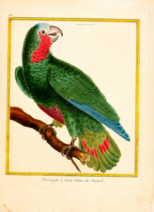 White-fronted Parrot from Senegal (print)