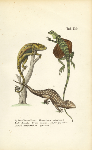 Chameleon, Flying Dragon and Tokay Gecko, 1850 (lithography)