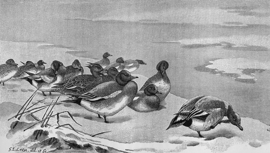 Wigeon