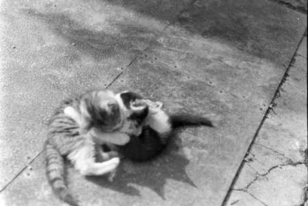 Cats you see on vacation, Germany 1930s (b/w photo)