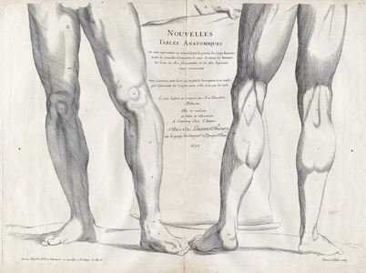 Anatomical illustration