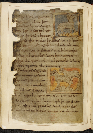 Cotton Vitellius A. XV f.98v, A single horned sheep, facing right; two horned sheep, facing left, from Beowulf, from the 'Nowell Codex' (ink on parchment)