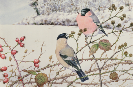 Bullfinches (w/c on paper)
