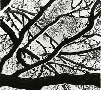 Snow, Tree, c. 1970 (silver gelatin print)