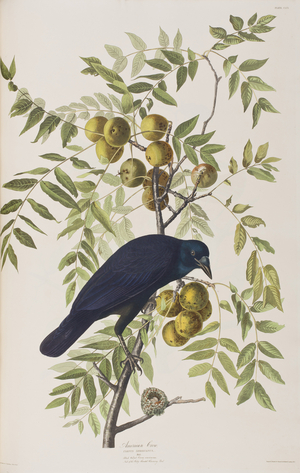 Illustration from 'Birds of America', 1827-38 (hand-coloured engraving & aquatint)