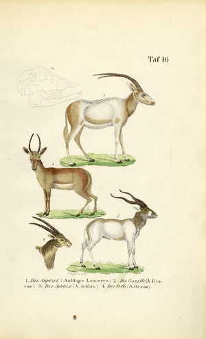 African Antelope Species, 1850 (lithography)