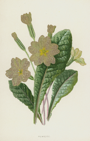 Primrose (chromolitho)