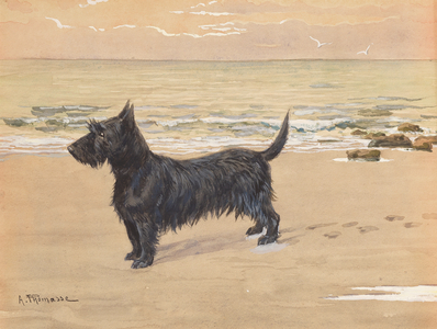A Scottie on the beach (watercolour and gouache)