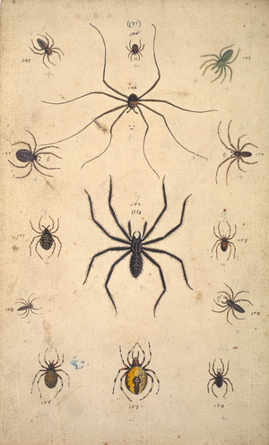 English spiders by Eleazar Albin
