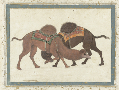 Fighting camels, c.1680-1700 (gouache)