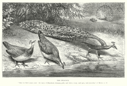 The Peacock (engraving)