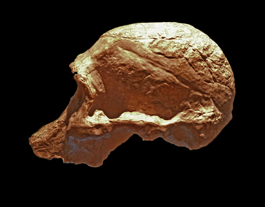 Australopithecus Africanus
