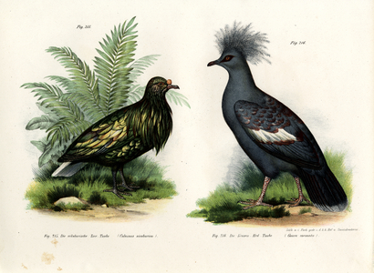 Nicobar Pigeon, 1864 (colour litho)
