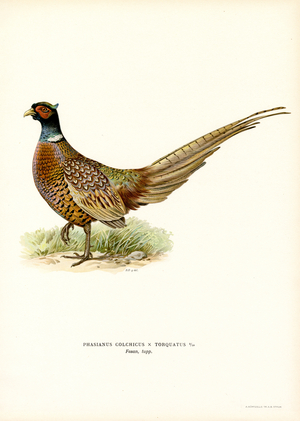Ring-necked Pheasant (colour litho)