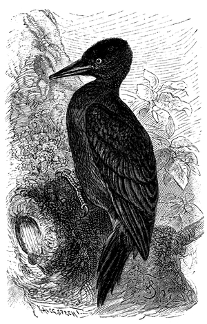 Black Woodpecker