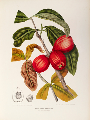 Rose apple fruit (Syzygium jambos), 1863 (Plate)