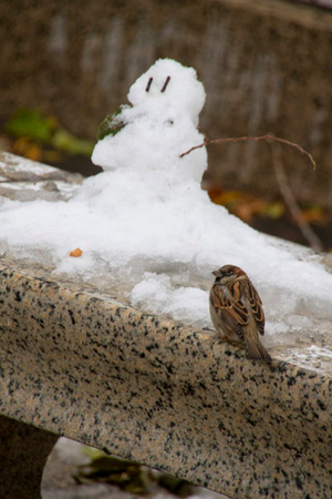 Snow in New York City, 8 November 2012 (photo)