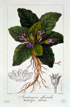 Mandragora officinarum, 1836 (hand-coloured engraving)
