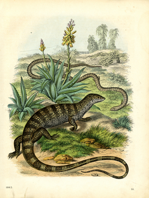 Desert Iguana with Snake in Arid Landscape (hand-coloured copperplate)