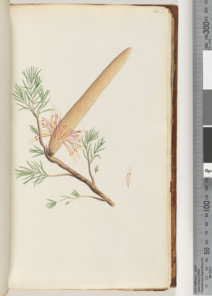 Page 32. Plant, Banksia ericifolia (Watling 421/356) Heath, leaved Banksia (w/c)