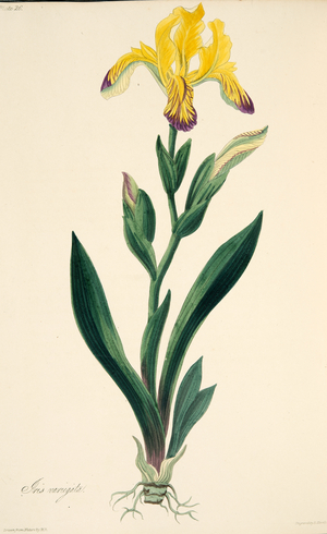 Variegated Iris, from Floral Illustrations of the Seasons, pub. 1829 (hand coloured engraving)