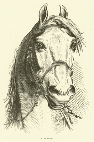 Strength (engraving)