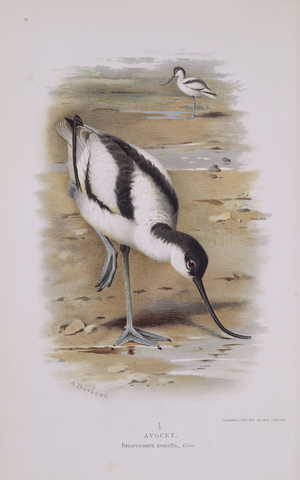 Recurvirostra avocetta