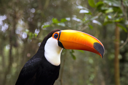 Toco Toucan in Parque das Aves or Bird Park, Argentina (photo)
