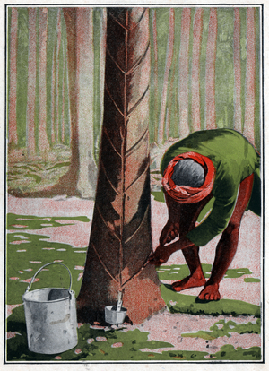 Recolle rubber. Rubber harvest.