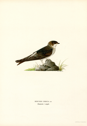 House Martin (colour litho)