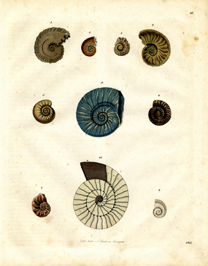 Various Ammonite Species from the Mesozoic Era (hand-coloured litho)
