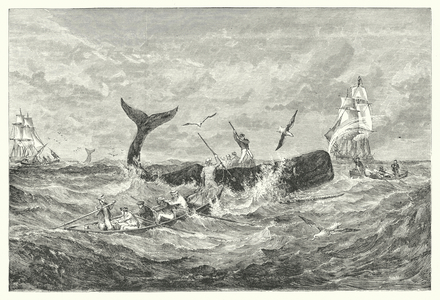 Sperm whale fishing (engraving)