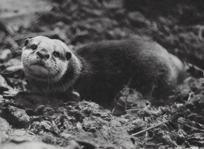 Nature by Night: Otter, Lutra vulgaris (b/w photo)