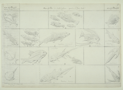 Fish design