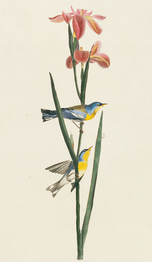 Parula americana, Northern Parula, Plate 15 from John James Audubon's Birds of America, original double elephant folio, 1827-30 (hand-coloured aquatint)