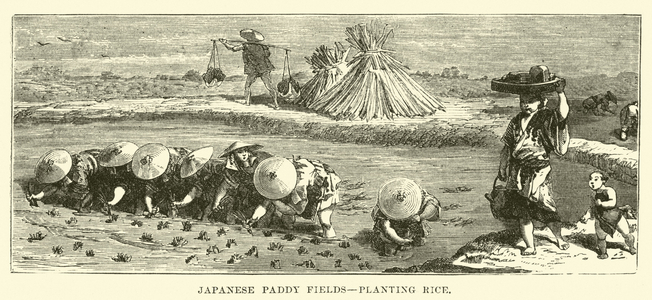 Japanese Paddy Fields, planting rice (engraving)