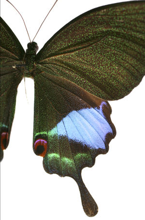 Papilio karma