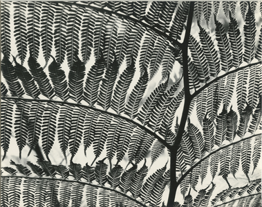 Fern, California, 1956 (silver gelatin print)